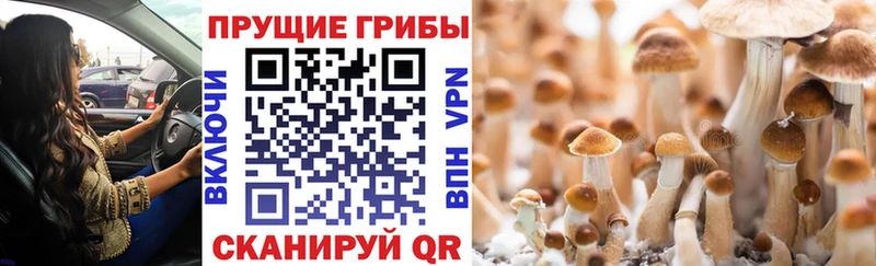 kraken онион  Октябрьск  Псилоцибиновые грибы GOLDEN TEACHER  где купить  